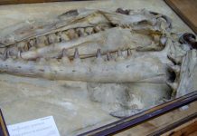 Scientists cite evidence that mosasaurs were warm-blooded