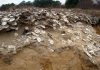 Scientists find sustainable solutions for oysters in the future by looking into the past
