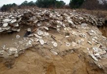 Scientists find sustainable solutions for oysters in the future by looking into the past