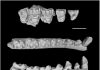 Six new fossil species form ‘snapshot’ of primates stressed by ancient climate change