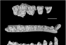 Six new fossil species form ‘snapshot’ of primates stressed by ancient climate change