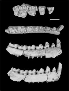 Six new fossil species form snapshot-GeologyPage