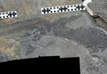Strange sea-dwelling reptile fossil hints at rapid evolution after mass extinction
