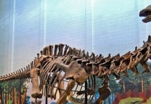 The evolution of giants “Sauropod Dinosaurs”