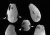 Tiny ‘vampires’: Evidence dates back more than 740 million years