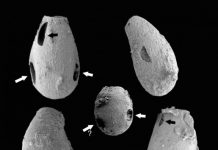 Tiny ‘vampires’: Evidence dates back more than 740 million years