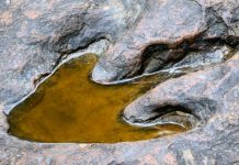 Walking in the Kimberley dinosaur’s footsteps