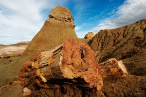 "Petrified Forest ""José Ormachea"", Sarmiento, Province of Chubut, Patagonia, Argentina, South America"