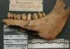 Ancient DNA shows perfect storm felled Ice Age giants