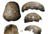 Ancient ‘Deep Skull’ from Borneo full of surprises