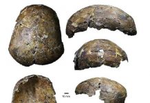 Ancient ‘Deep Skull’ from Borneo full of surprises