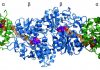 Bacteria perfected protein complexes more than 3.5 billion years ago