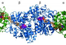 Bacteria perfected protein complexes more than 3.5 billion years ago