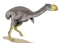 Big bird sex life revealed