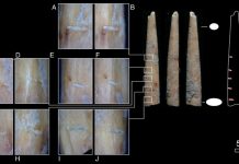 Bone artifacts suggest early adoption of poison-tipped arrow technology in Eastern Africa