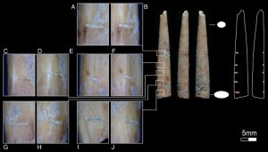 Bone artifacts suggest early -GeologyPage