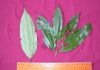 Caryodaphnopsis Originates in Late Cretaceous Laurasia