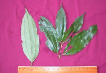 Caryodaphnopsis Originates in Late Cretaceous Laurasia