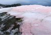 Cosmopolitan snow algae accelerate melting of Arctic glaciers
