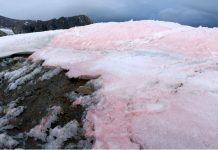 Cosmopolitan snow algae accelerate melting of Arctic glaciers