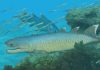 Devonian Fish Provides Unique Insights into Early Evolution of Modern Lobe-finned Fishes