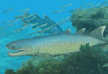 Devonian Fish Provides Unique Insights into Early Evolution of Modern Lobe-finned Fishes