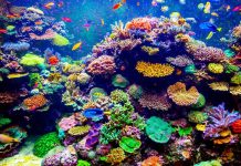 Discovering the past secrets of oceans to better understand the impact of climate change
