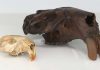 Historic fossils find new life telling the story of ancient proteins