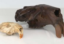 Historic fossils find new life telling the story of ancient proteins
