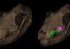 How the mouse outlived ‘the giant’