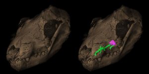 How the mouse outlived-GeologyPage