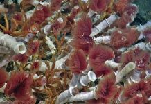 Hydrothermal vents, methane seeps play enormous role in marine life, global climate