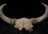 Ice age bison fossils shed light on early human migrations in North America