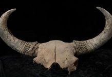 Ice age bison fossils shed light on early human migrations in North America
