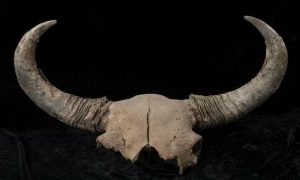 Ice age bison fossils shed light-GeologyPage
