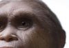 Likely ancestor of mystery ‘hobbit’ found