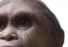 Likely ancestor of mystery ‘hobbit’ found