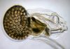 Losing genes and surviving: When ‘less is more’ in the evolution of life