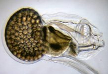Losing genes and surviving: When ‘less is more’ in the evolution of life