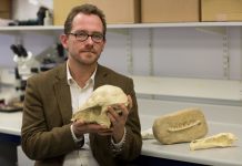 Mammals almost wiped out with the dinosaurs