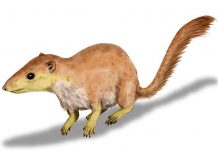 Mammals began their takeover long before the death of the dinosaurs