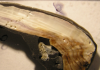 Modern mussel shells much thinner than 50 years ago