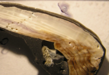 Modern mussel shells much thinner than 50 years ago