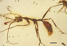 New Cretaceous fossils shed light on the early evolution of ants