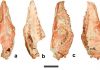New symmetrodont mammal found from the Early Cretaceous of China