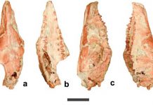 New symmetrodont mammal found from the Early Cretaceous of China