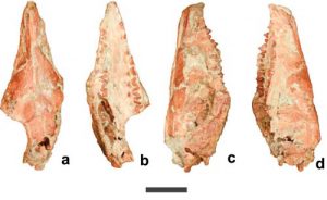 New symmetrodont mammal found-GeologyPage