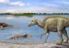Our ancestors evolved faster after dinosaur extinction