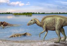 Our ancestors evolved faster after dinosaur extinction