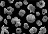 Popcorn-like fossils provide evidence of environmental impacts on species numbers